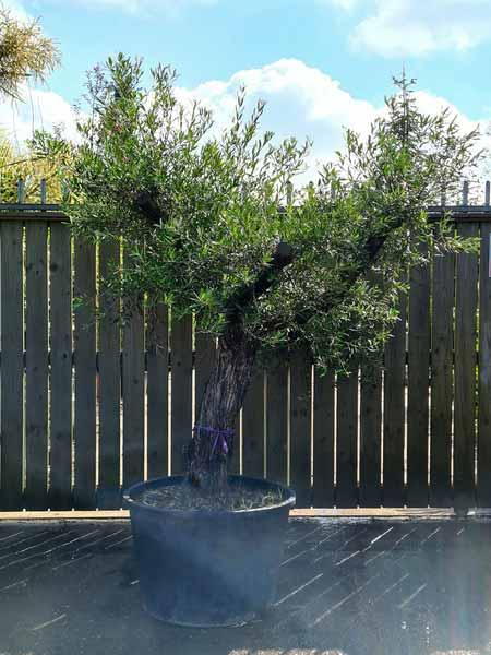 Olea Europaea Olive Bonsai Unique Tree For Sale UK