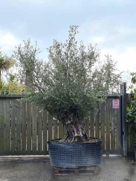 Olea Europaea Olive Bonsai Unique Tree For Sale UK