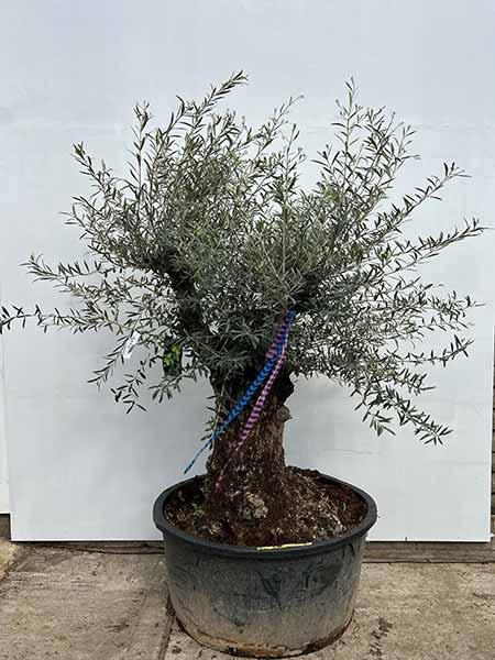 Olea Europaea Olive Tree Unique Tree For Sale UK