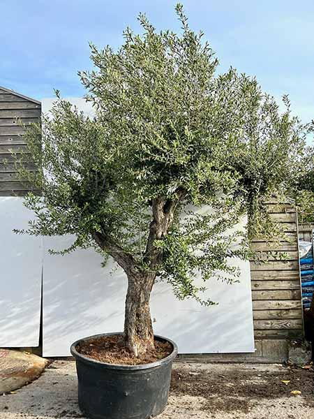 Olea Europaea Olive Tree Unique Tree For Sale UK