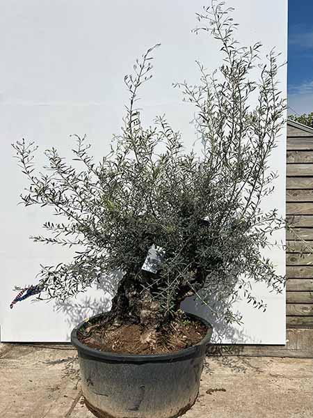 Olea Europaea Olive Tree Unique Tree For Sale UK