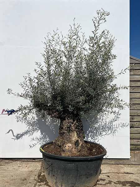 Olea Europaea Olive Tree Unique Tree For Sale UK