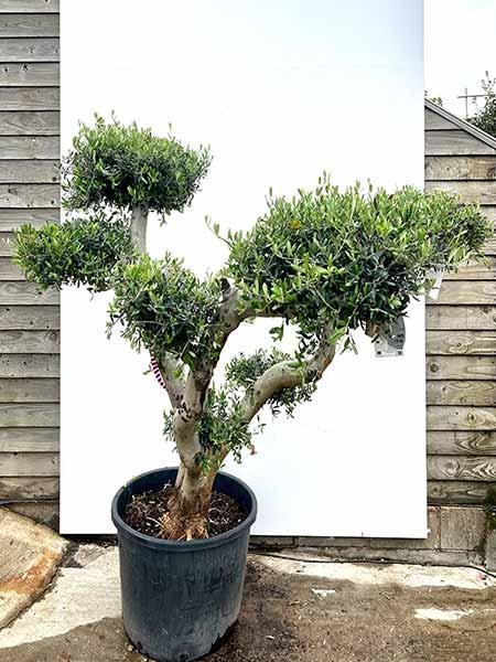 Olea Europaea Olive Tree Unique Tree For Sale UK