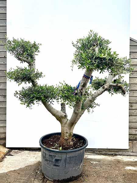 Olua Tree Olea Europaea Olive Tree Unique Tree For Sale UK