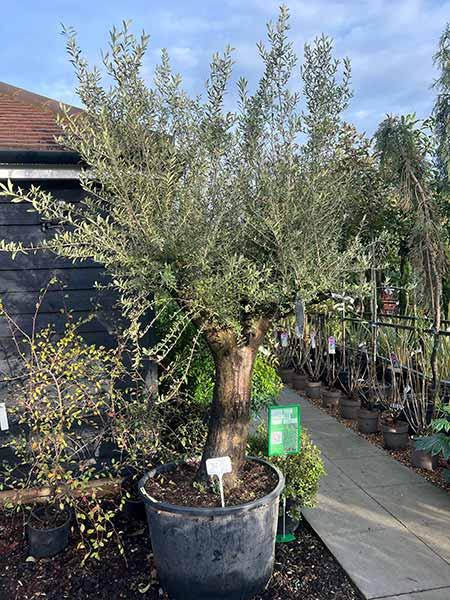 Olea Europaea Olive Tree  Unique Tree For Sale UK