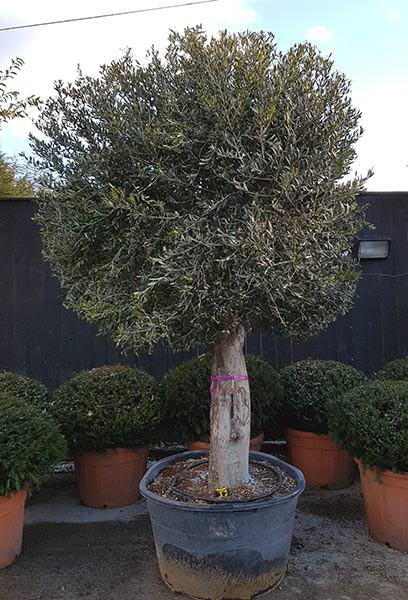 Mature Olive Tree for sale at our London garden centre, you buy this exact tree in the image - UK nationwide delivery.