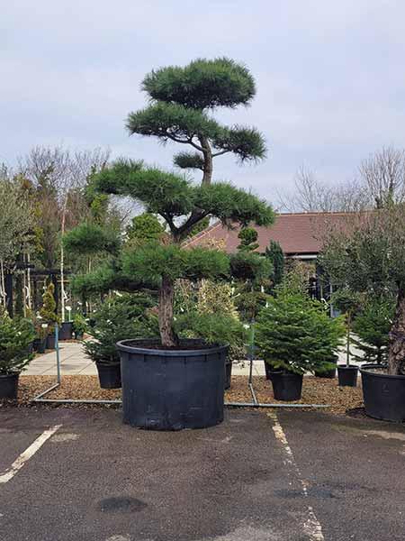 Pinus Nigra Unique Tree For Sale UK
