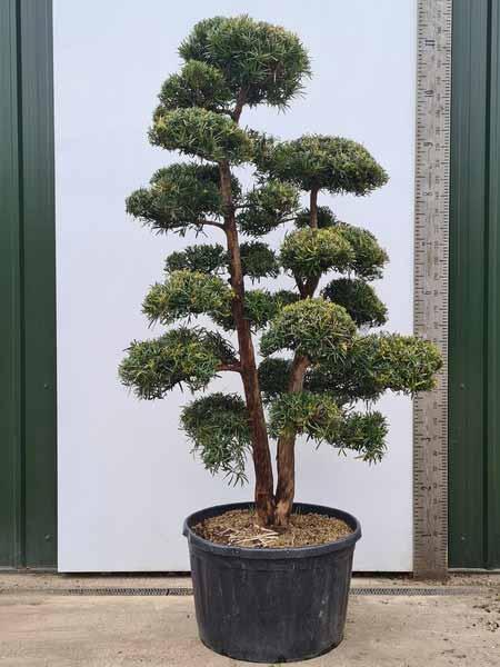 Podocarpus Macrophyllus Cloud Tree Unique Tree For Sale UK