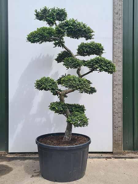 Ulmus minor Jacqueline Hillier Cloud Tree Unique Tree For Sale UK