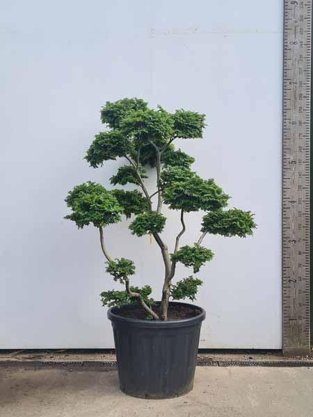 Ulmus minor Jacqueline Hillier Cloud Tree Unique Tree For Sale UK