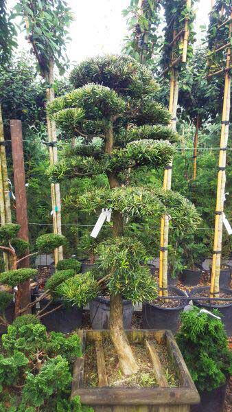 Mature Yew Pine trees trained as cloud trees. UK delivery.