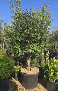 Camellia Williamsii Mary Phoebe Taylor 0010 - £1800