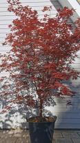 Acer Palmatum Bloodgood