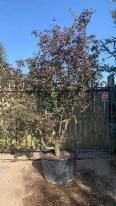 Acer Palmatum Bloodgood unique tree - mature specimen, you buy the tree in the image - delivery UK