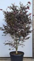 Mature Acer Palmatum Bloodgood tree - large specimen tree, you buy the exact tree in the image.