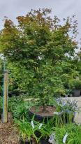 Acer Palmatum Deshojo mature tree for sale online UK delivery