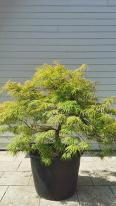 Acer Palmatum Dissectum