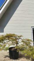 Acer Palmatum Dissectum