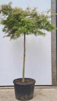 Acer Palmatum Dissectum Flavescens Unique Tree For Sale UK