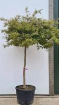 Acer Palmatum Dissectum Flavescens Unique Tree For Sale UK
