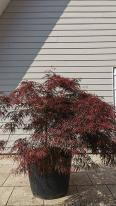 Acer Palmatum Dissectum Garnet