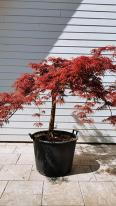 Acer Palmatum Dissectum Garnet