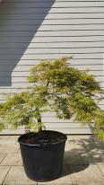 Acer Palmatum Dissectum Viridis
