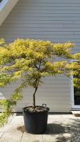 Acer Palmatum Viridis