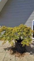 Acer Palmatum Viridis