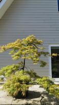 Acer Palmatum Viridis