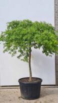 Acer Palmatum Dissectum Viridis Unique Tree For Sale UK