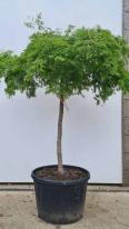 Acer Palmatum Dissectum Viridis Unique Tree For Sale UK