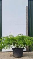 Acer Palmatum Dissectum Viridis Unique Tree For Sale UK