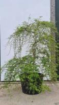 Acer Palmatum Emerald Lace Unique Tree For Sale UK