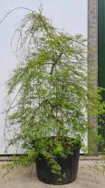 Acer Palmatum Emerald Lace unique trees for sale UK