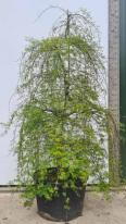 Acer Palmatum Emerald Lace Unique Tree For Sale UK