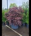 Unique Mature Specimen Japanese Maple