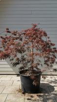 Acer Palmatum Garnet