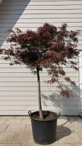 Acer Palmatum Garnet