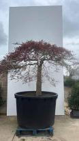 Acer Palmatum Inaba Shidare Unique Tree For Sale UK