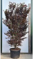 Mature Acer Palmatum Skeeters Broom, specimen tree, you buy this exact tree in the image, delivery UK.