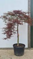 Acer Palmatum Tamuke Yama Unique Tree For Sale UK