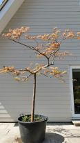 Acer Palmatum Viridis