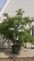 Specimen Acer Palmatum Viridis, mature tree, you buy this exact tree in the image - we deliver UK.