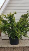Acer Palmatum Viridis - specimen mature tree, you buy the exact tree in this image - delivery UK