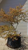 Acer Palmatum Viridis