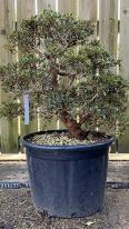 Azalea Satsuki Bonsai Cloud Tree