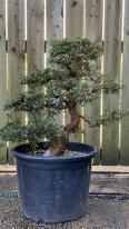 Azalea Satsuki Bonsai Cloud Tree