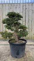 Azalea Satsuki Bonsai Asazakura