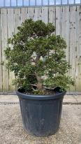 Azalea Satsuki Bonsai Yama-no-Hikari